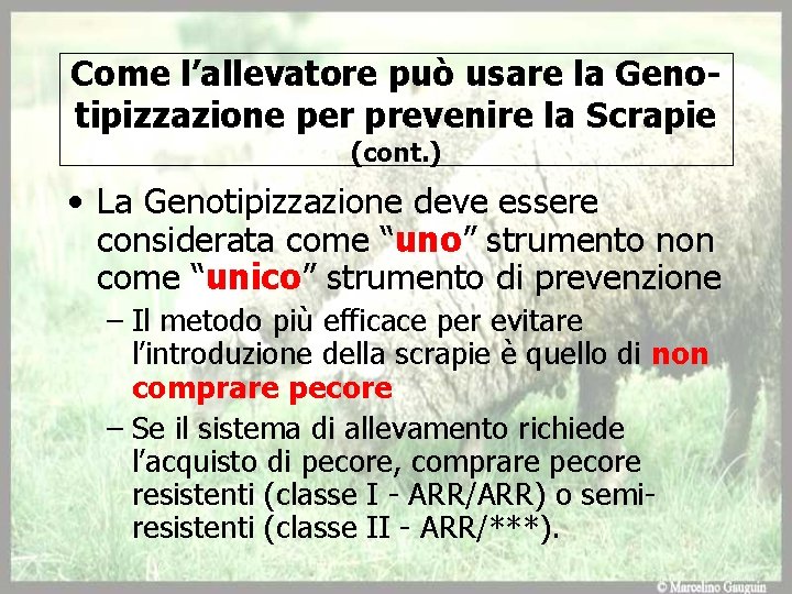 Come l’allevatore può usare la Genotipizzazione per prevenire la Scrapie (cont. ) • La