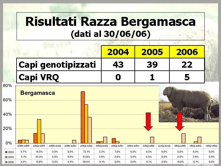 Risultati Razza Bergamasca (dati al 30/06/06) Capi genotipizzati Capi VRQ 2004 43 0 2005