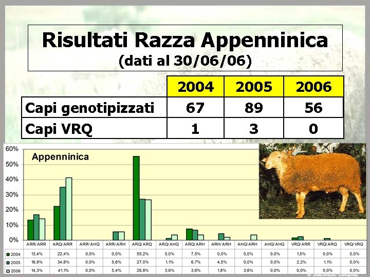 Risultati Razza Appenninica (dati al 30/06/06) Capi genotipizzati Capi VRQ 2004 67 1 2005