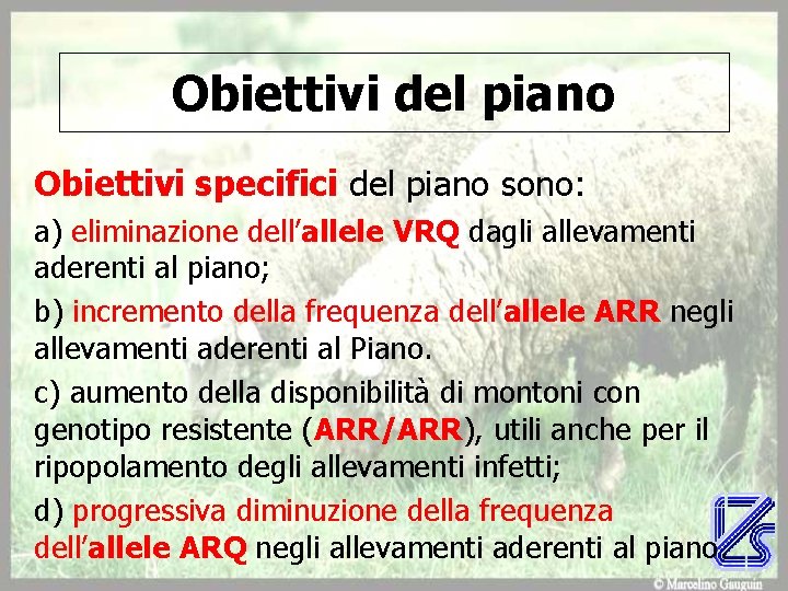 Obiettivi del piano Obiettivi specifici del piano sono: a) eliminazione dell’allele VRQ dagli allevamenti