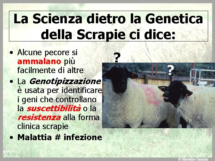 La Scienza dietro la Genetica della Scrapie ci dice: • Alcune pecore si ammalano