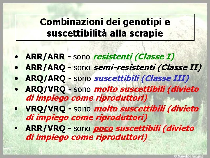 Combinazioni dei genotipi e suscettibilità alla scrapie • • ARR/ARR - sono resistenti (Classe