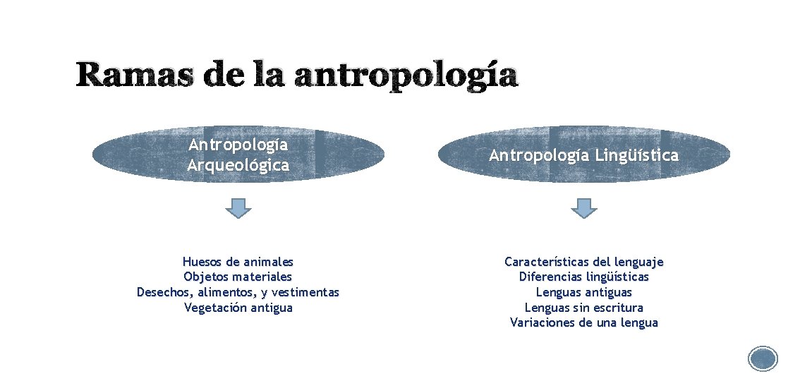 Ramas de la antropología Arqueológica Huesos de animales Objetos materiales Desechos, alimentos, y vestimentas