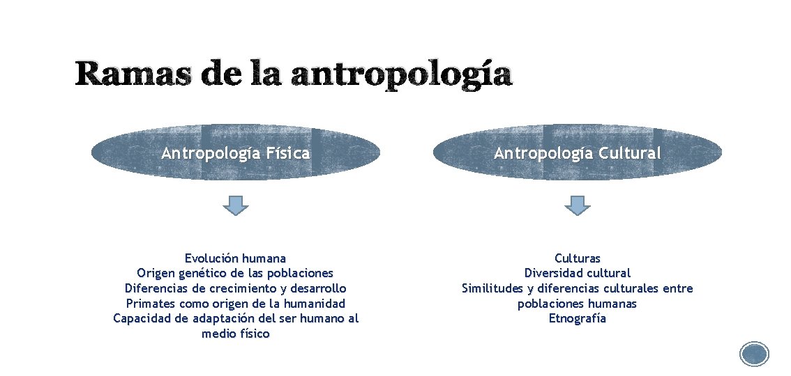 Ramas de la antropología Antropología Física Antropología Cultural Evolución humana Origen genético de las