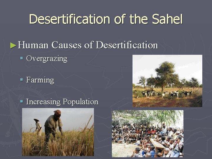 Desertification of the Sahel ►Human Causes of Desertification § Overgrazing § Farming § Increasing