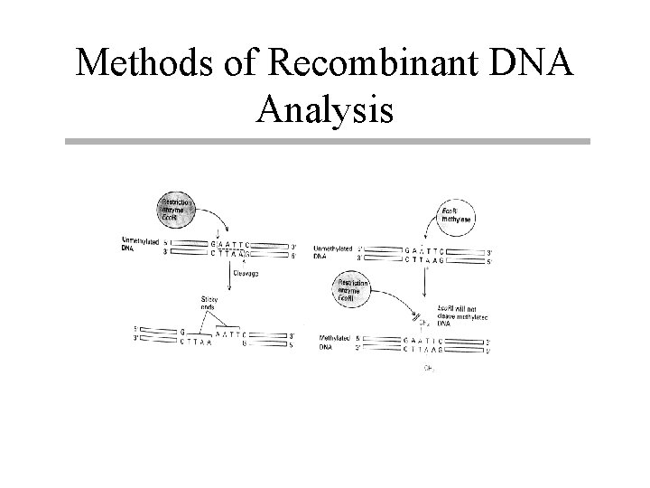 Methods of Recombinant DNA Analysis 