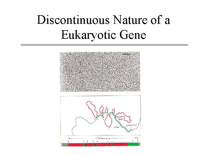 Discontinuous Nature of a Eukaryotic Gene 