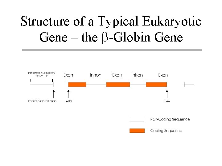 Structure of a Typical Eukaryotic Gene – the b-Globin Gene 