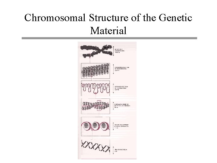 Chromosomal Structure of the Genetic Material 
