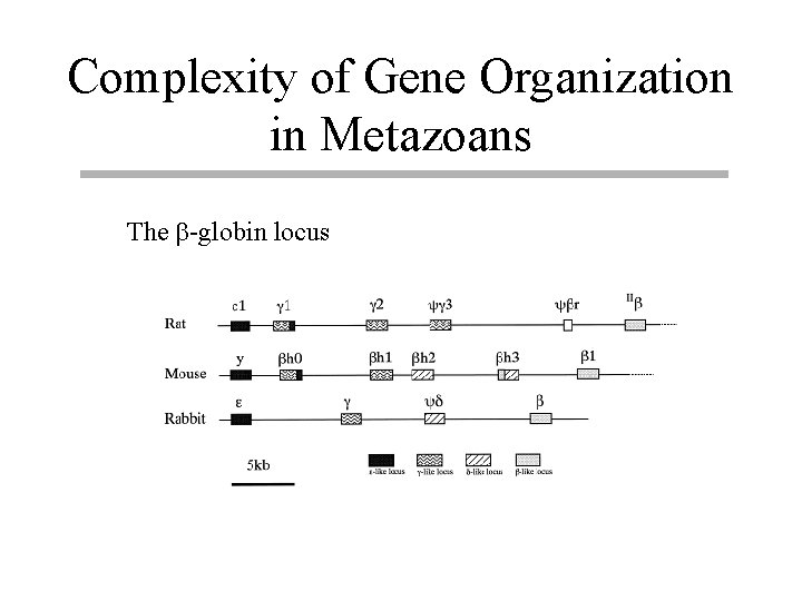 Complexity of Gene Organization in Metazoans The b-globin locus 