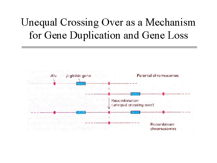 Unequal Crossing Over as a Mechanism for Gene Duplication and Gene Loss 