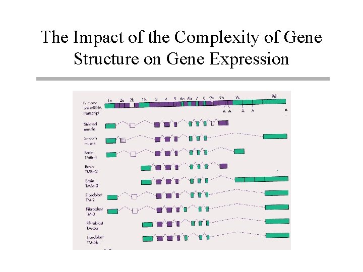 The Impact of the Complexity of Gene Structure on Gene Expression 
