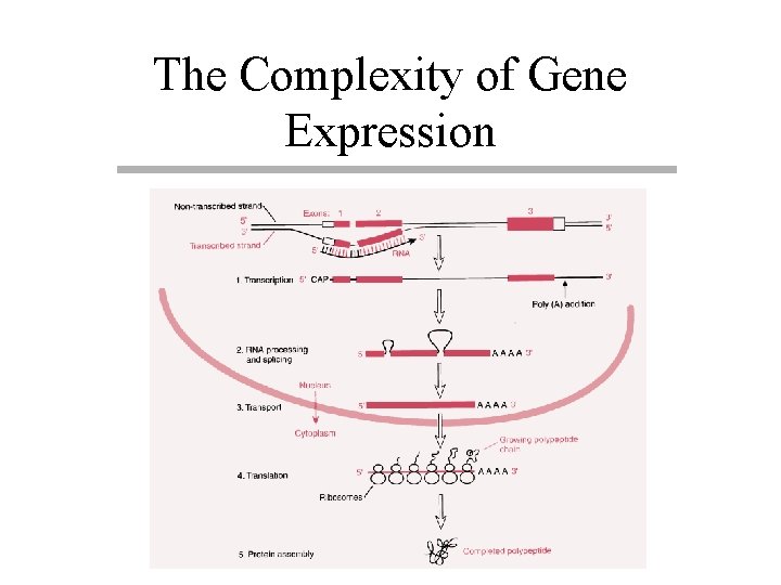 The Complexity of Gene Expression 