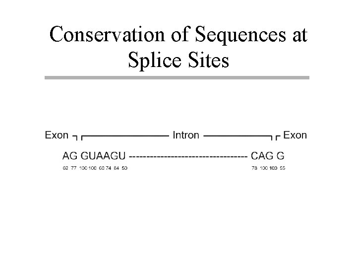 Conservation of Sequences at Splice Sites 