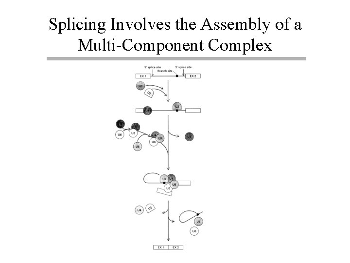 Splicing Involves the Assembly of a Multi-Component Complex 