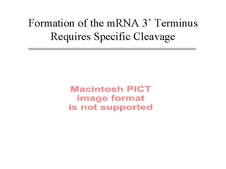 Formation of the m. RNA 3’ Terminus Requires Specific Cleavage 
