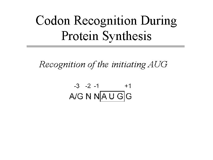 Codon Recognition During Protein Synthesis Recognition of the initiating AUG 