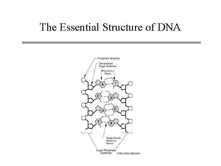 The Essential Structure of DNA 