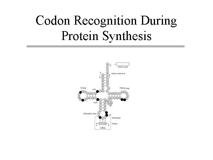 Codon Recognition During Protein Synthesis 