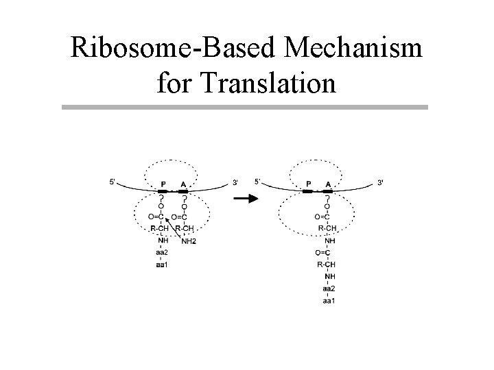Ribosome-Based Mechanism for Translation 