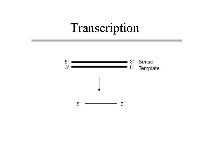 Transcription 