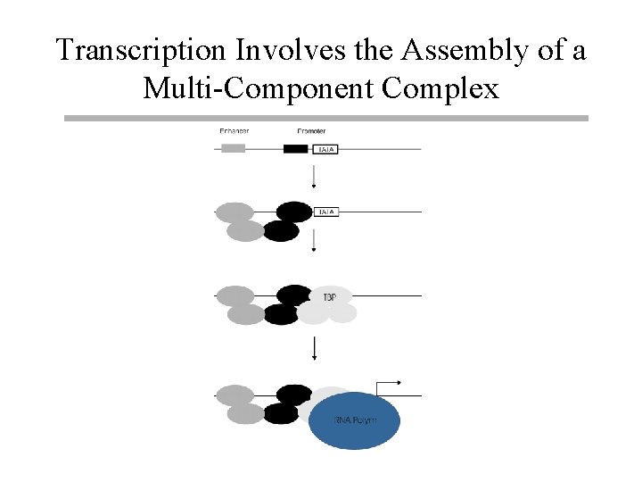Transcription Involves the Assembly of a Multi-Component Complex 