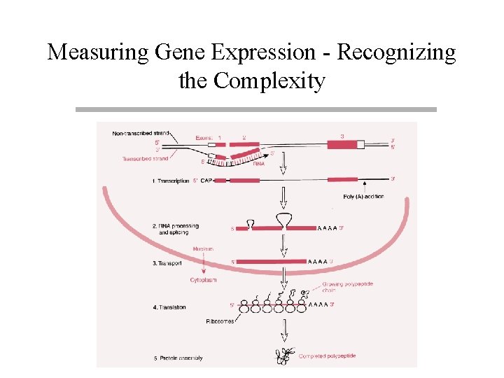 Measuring Gene Expression - Recognizing the Complexity 