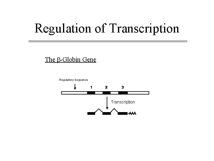 Regulation of Transcription The b-Globin Gene Regulatory Sequence Transcription 