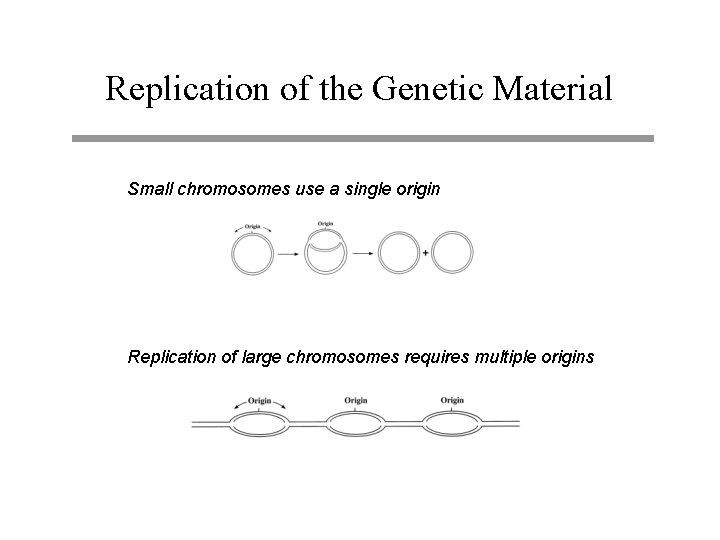 Replication of the Genetic Material Small chromosomes use a single origin Replication of large