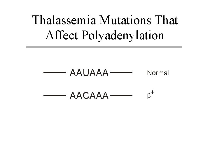 Thalassemia Mutations That Affect Polyadenylation AAUAAA Normal AACAAA b+ 