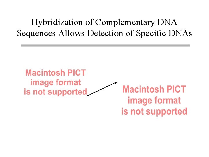 Hybridization of Complementary DNA Sequences Allows Detection of Specific DNAs 
