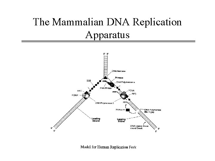 The Mammalian DNA Replication Apparatus 