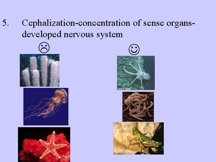 5. Cephalization-concentration of sense organsdeveloped nervous system 