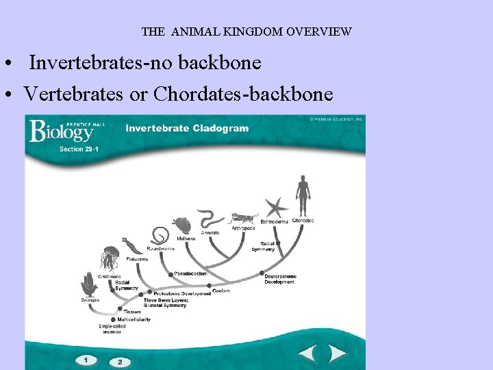 THE ANIMAL KINGDOM OVERVIEW • Invertebrates-no backbone • Vertebrates or Chordates-backbone 