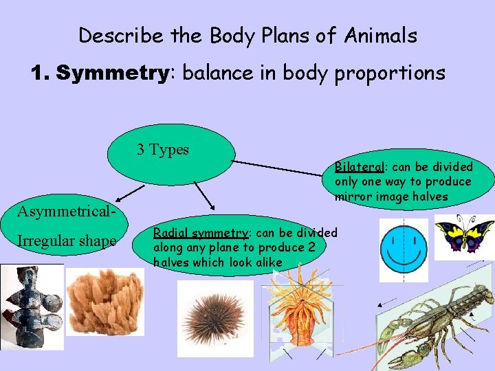 Describe the Body Plans of Animals 1. Symmetry: balance in body proportions 3 Types