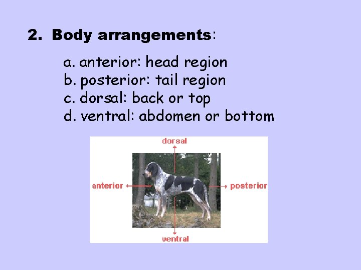 2. Body arrangements: a. anterior: head region b. posterior: tail region c. dorsal: back