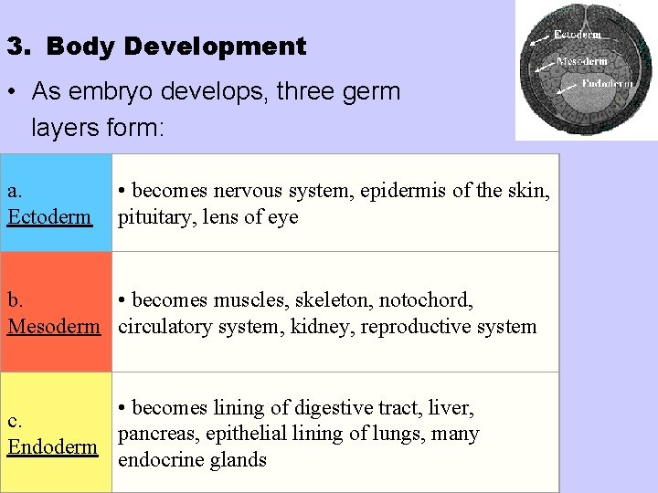 3. Body Development • As embryo develops, three germ layers form: a. Ectoderm •