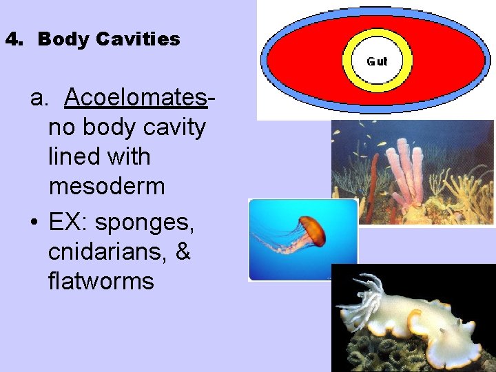 4. Body Cavities a. Acoelomatesno body cavity lined with mesoderm • EX: sponges, cnidarians,