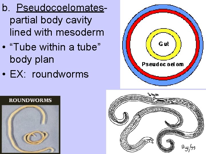 b. Pseudocoelomatespartial body cavity lined with mesoderm • “Tube within a tube” body plan