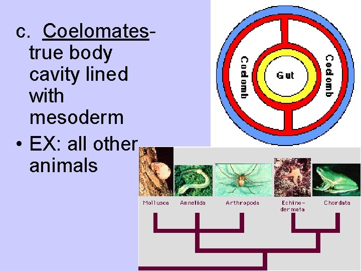 c. Coelomatestrue body cavity lined with mesoderm • EX: all other animals 
