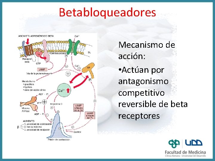 Betabloqueadores Mecanismo de acción: • Actúan por antagonismo competitivo reversible de beta receptores 