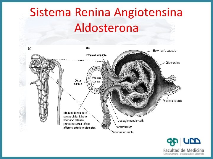 Sistema Renina Angiotensina Aldosterona 