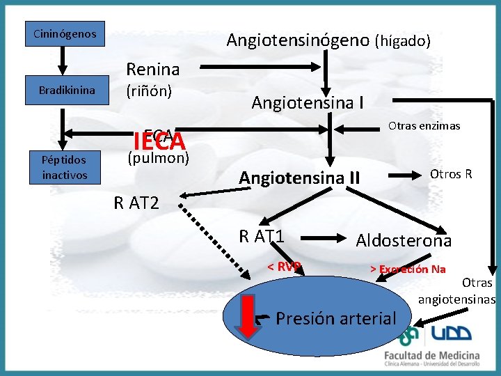 Cininógenos Angiotensinógeno (hígado) Renina Bradikinina Péptidos inactivos (riñón) ECA IECA (pulmon) Angiotensina I Otras