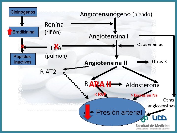 Cininógenos Angiotensinógeno (hígado) Renina Bradikinina x Péptidos inactivos (riñón) x ECA (pulmon) Angiotensina I