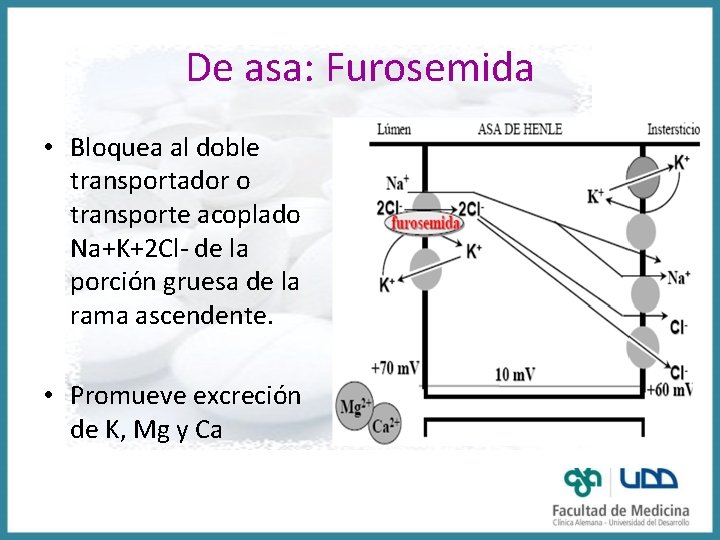 De asa: Furosemida • Bloquea al doble transportador o transporte acoplado Na+K+2 Cl- de