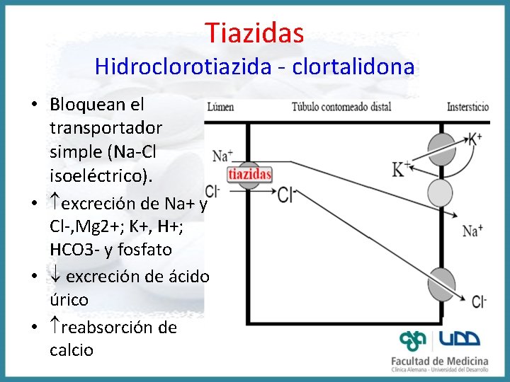 Tiazidas Hidroclorotiazida - clortalidona • Bloquean el transportador simple (Na-Cl isoeléctrico). • excreción de