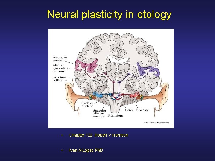 Neural plasticity in otology • Chapter 132, Robert V Harrison • Ivan A Lopez