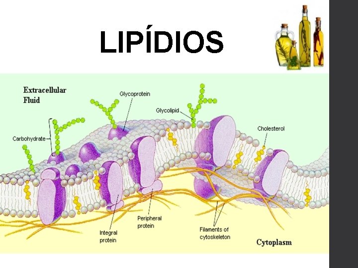 LIPÍDIOS 