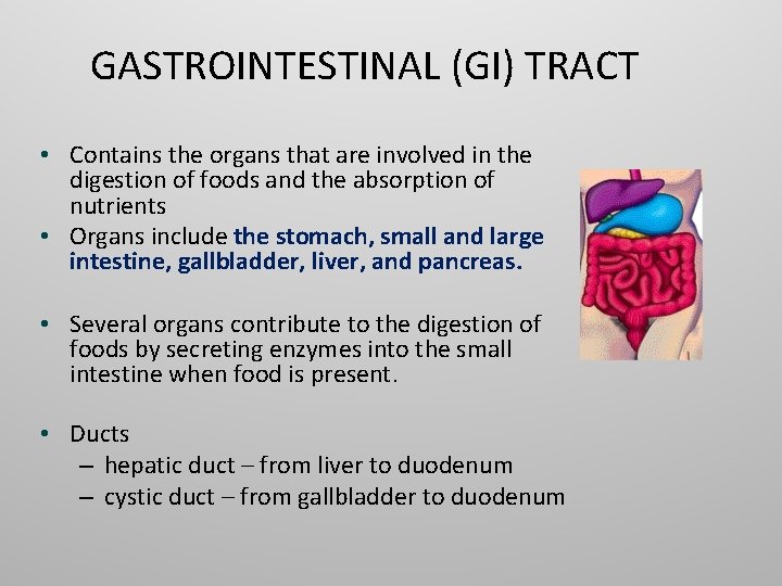 GASTROINTESTINAL (GI) TRACT • Contains the organs that are involved in the digestion of