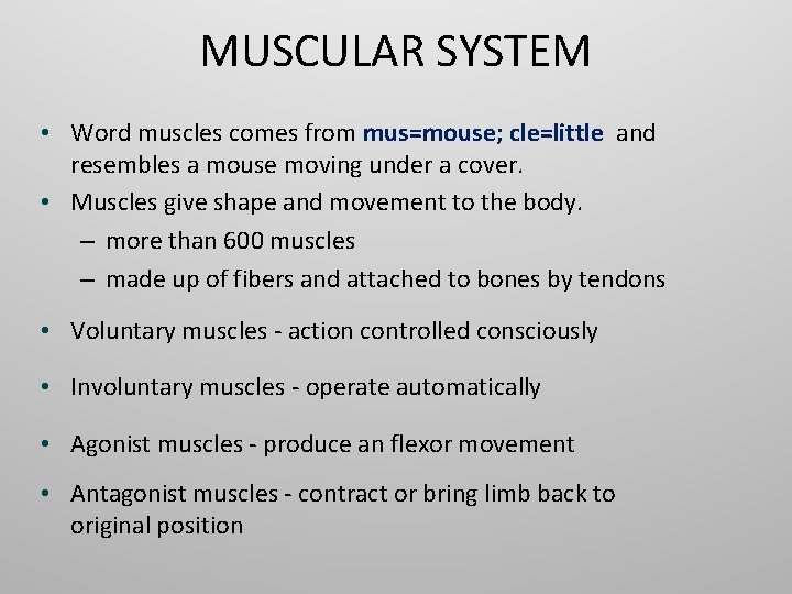 MUSCULAR SYSTEM • Word muscles comes from mus=mouse; cle=little and resembles a mouse moving